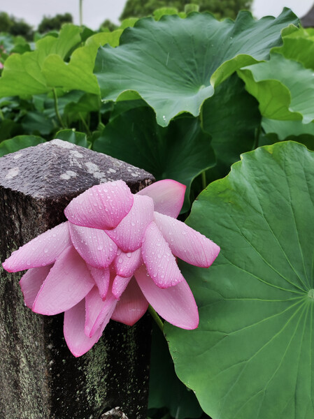 久々の雨続きで