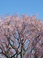 六義園の枝垂れ桜２