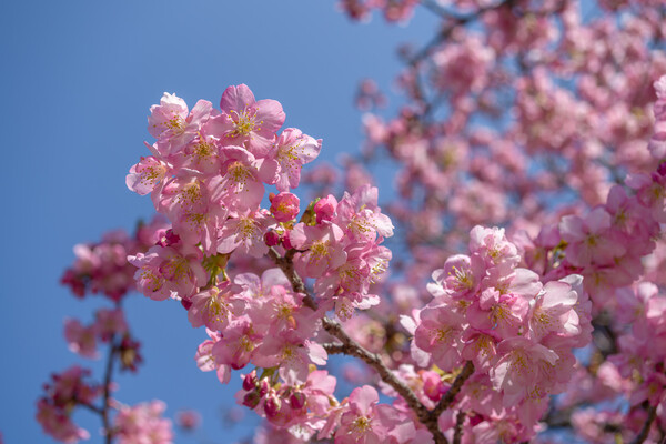 河津桜の花束