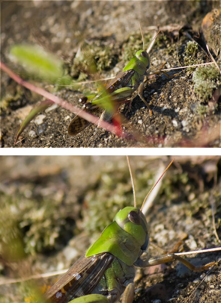 トノサマバッタ>現像思案「ノイズレス」