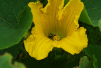 南瓜の雌花に来たミツバチ