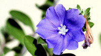 ブルーの花でテスト　１