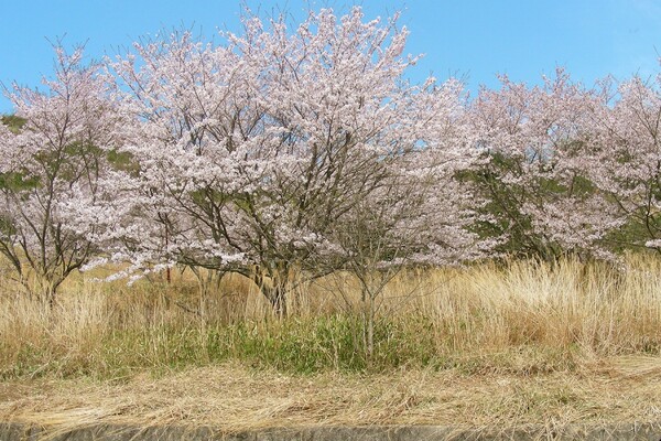 穴場の桜