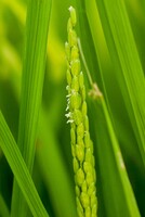 コシヒカリの花です。