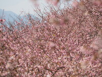 桜のしぶき