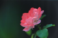 サーモンピンクの薔薇