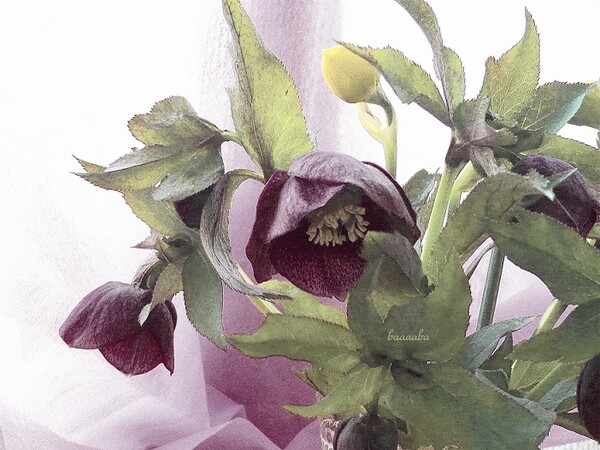 【淡彩】花瓶の花