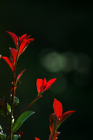 【小さな秋】赤い葉