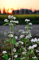 蕎麦の花