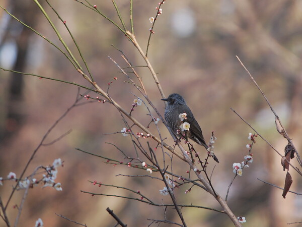 梅に小鳥(2)
