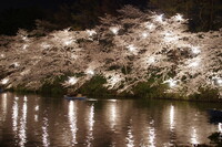 夜桜遊覧