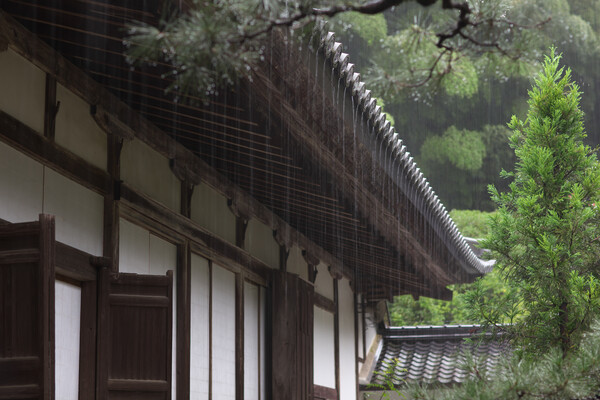 雨の禅寺
