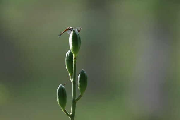 オオウバユリの実