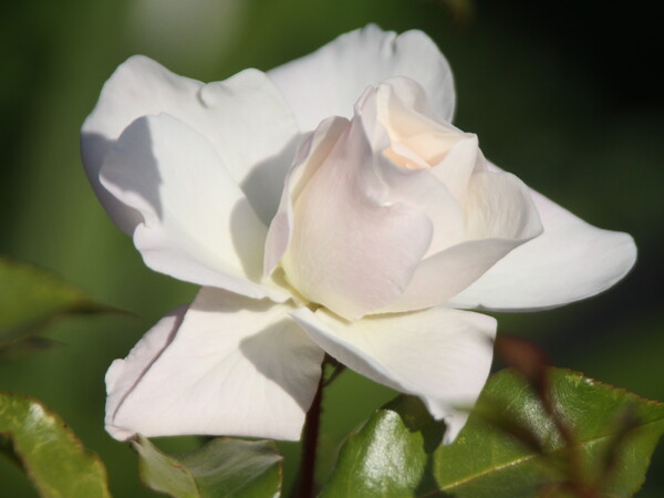 庭の白いバラのUP
