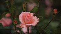 雨の「カリンカ」フランスの薔薇。