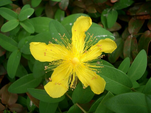 黄色の花-2