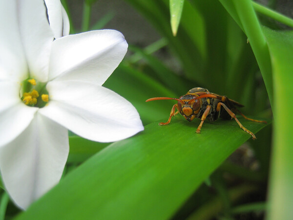 【自然】花韮とセグロアシナガバチ