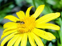 ユリオブスデージと蜂