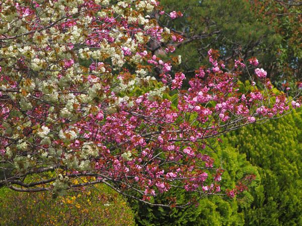 春、桜二彩