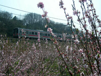 梅の花と国鉄電車