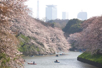 開幕！東京の桜