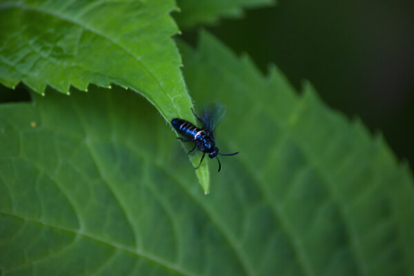 青光りの黒い蜂