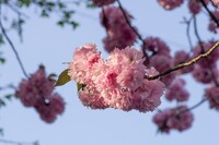 豪華な八重咲き桜!