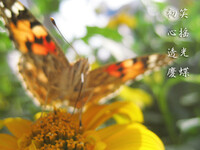 【トキメキの色】笑う蝶