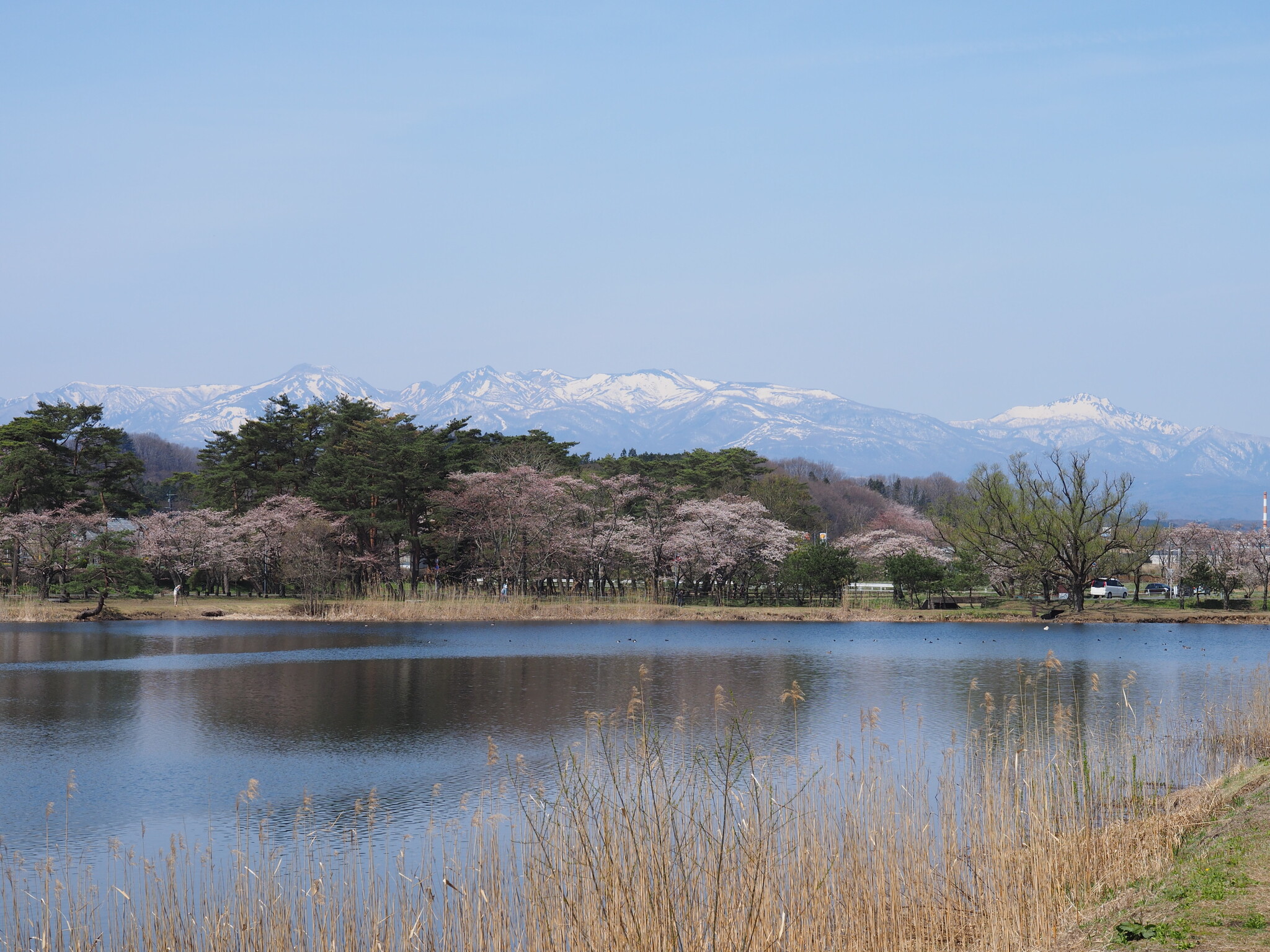 凛とした春風景