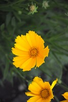 【縦撮り】黄色花が二輪