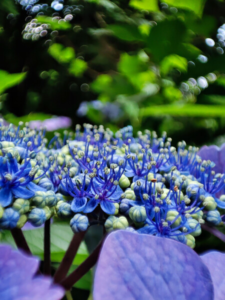 真花