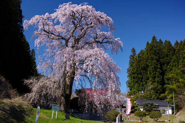 福田寺の糸桜