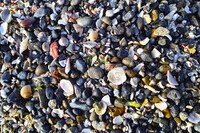 貝殻と小石