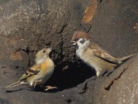 「アトリvsスズ」浮き足立つアトリ