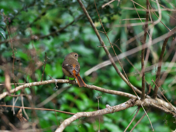 尉鶲♀