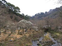 熱海梅園の「梅まつり」④