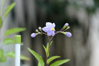 ヤマホロシの花