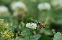 初夏の草原にて