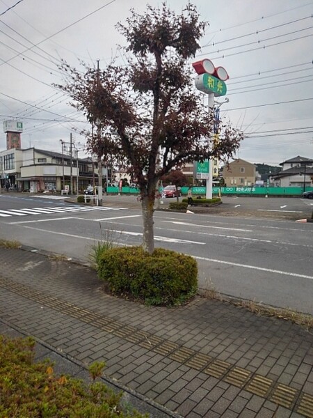 モミジの木と眼鏡型の看板