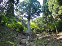 巨木２‘太郎杉’