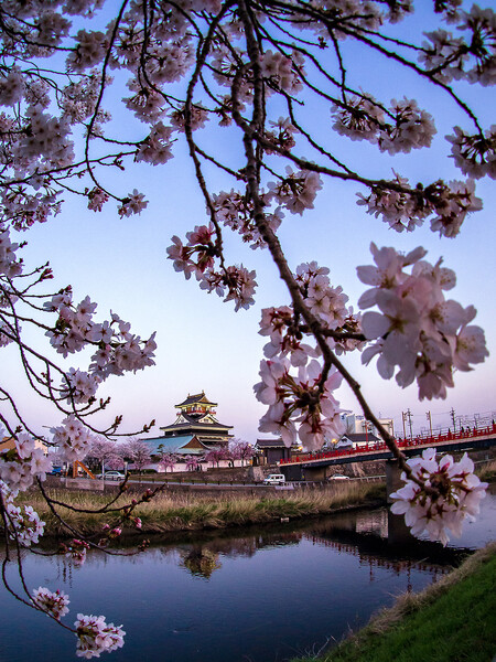 桜と清洲城 