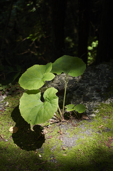 ②デジタル写真のフェイク　