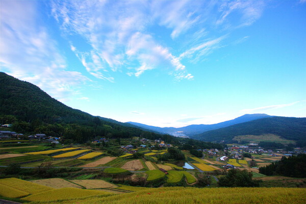 坂折棚田