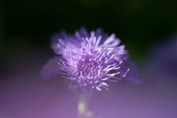 紫小花は宝石のよう