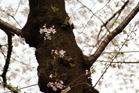 『緑』残る桜
