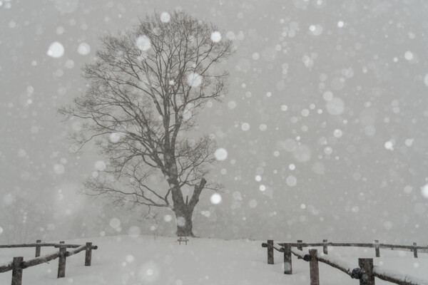 雪が降る