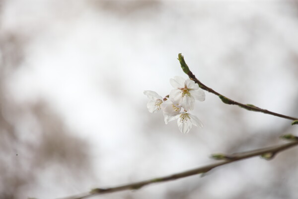 愛宕様の桜