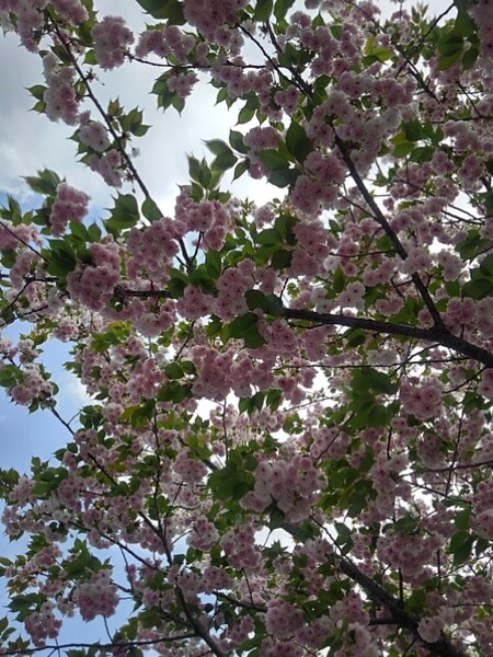 氏家駅の八重桜