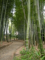 竹垣の散歩道