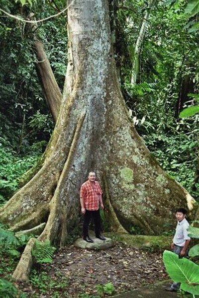 中国の巨木の種類は?